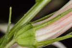 Cardinal flower